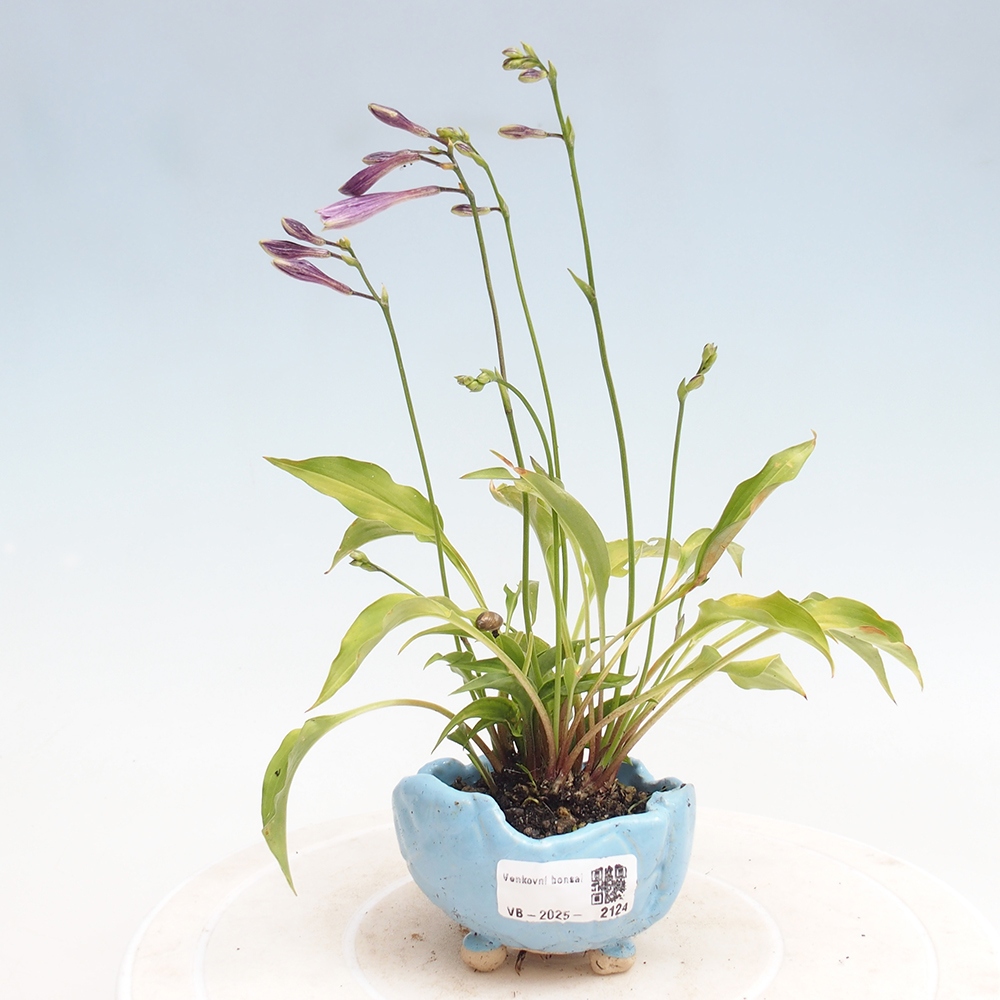 Outdoor bonsai - Mini Hosta - Goddess