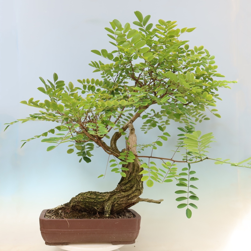 Outdoor Bonsai - Black Locust - Robinia pseudoacacia