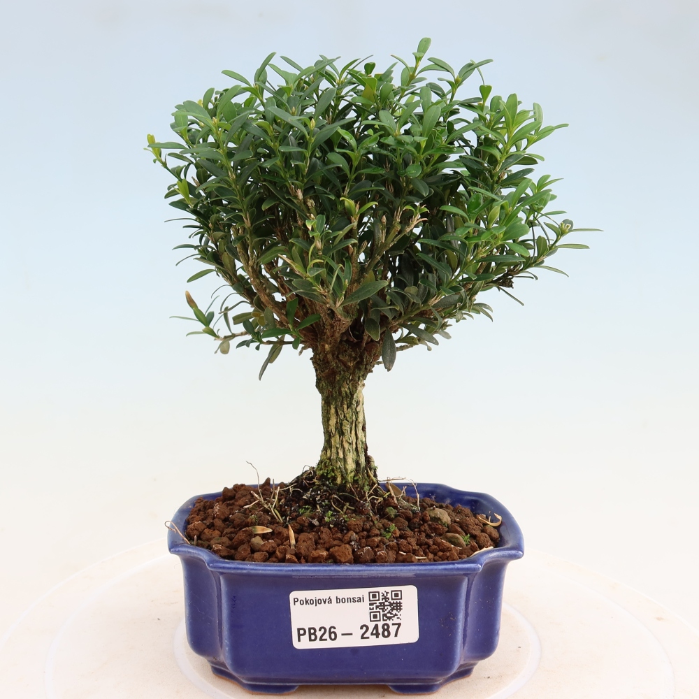 Room bonsai - Buxus harlandii - cork buxus