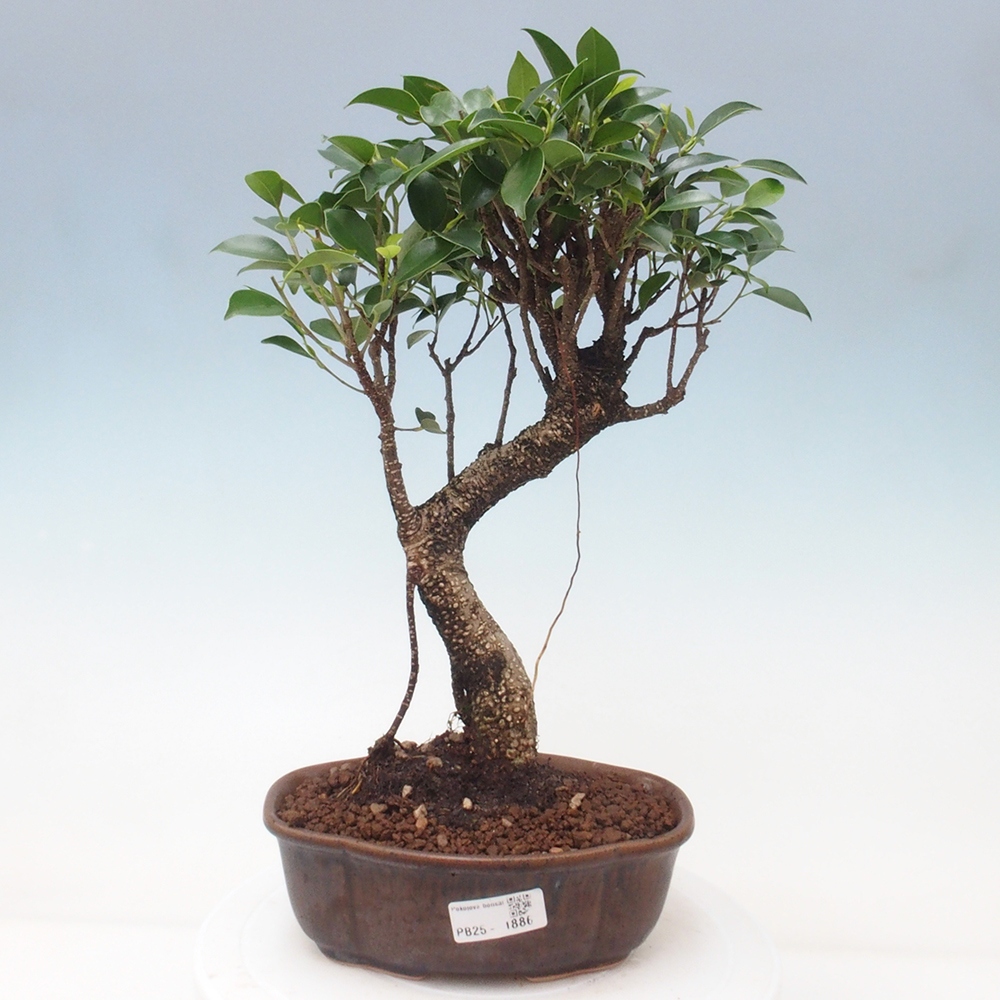 Indoor bonsai - Ficus retusa - small ficus