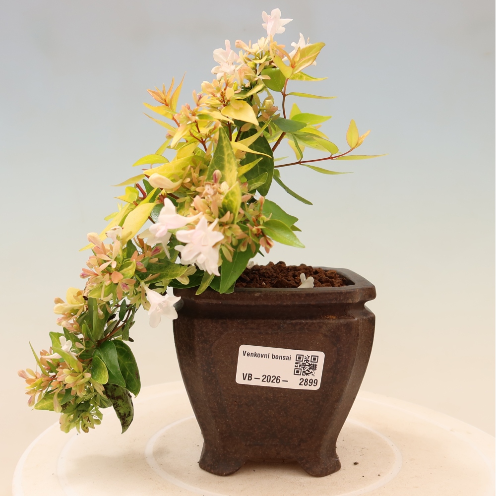 Outdoor Bonsai - Abelia 'Kleidoscope' - Large-flowered Abelia