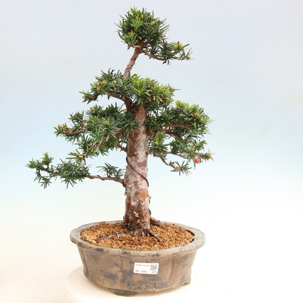 Outdoor Bonsai - Taxus cuspidata  - Japanese Yew