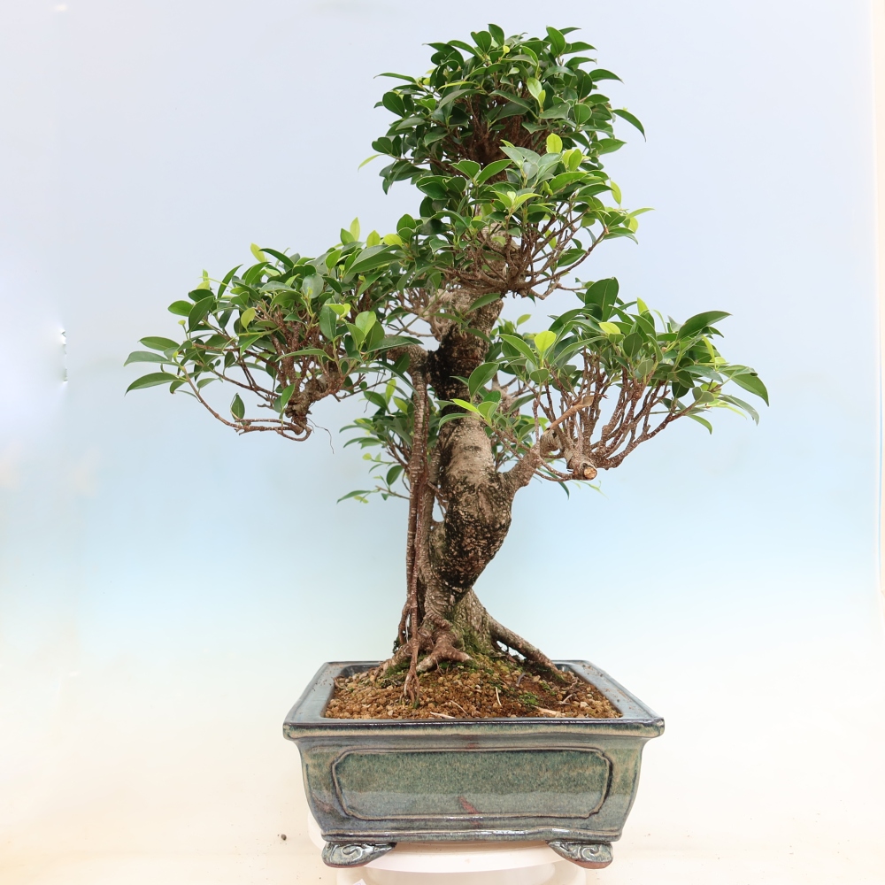 Room bonsai - Ficus kimmen - small-leaved ficus