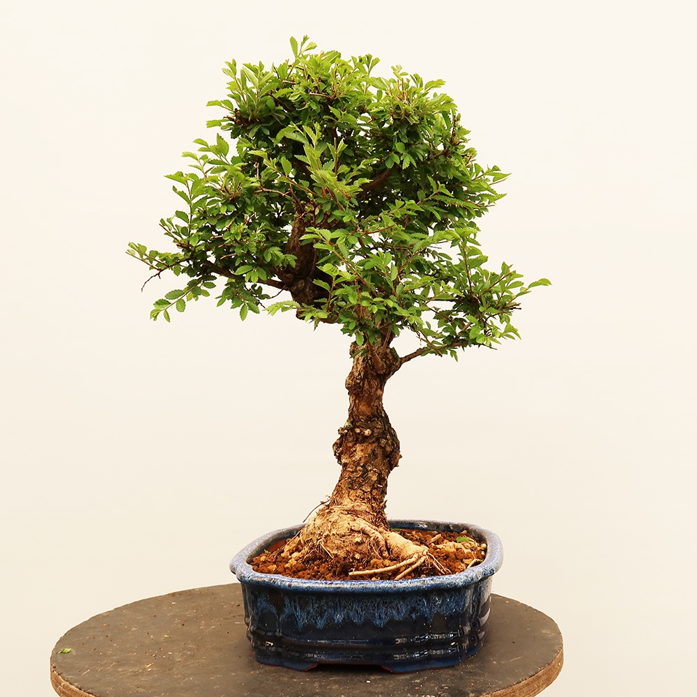 Outdoor bonsai - Zelkova - Zelkova NIRE