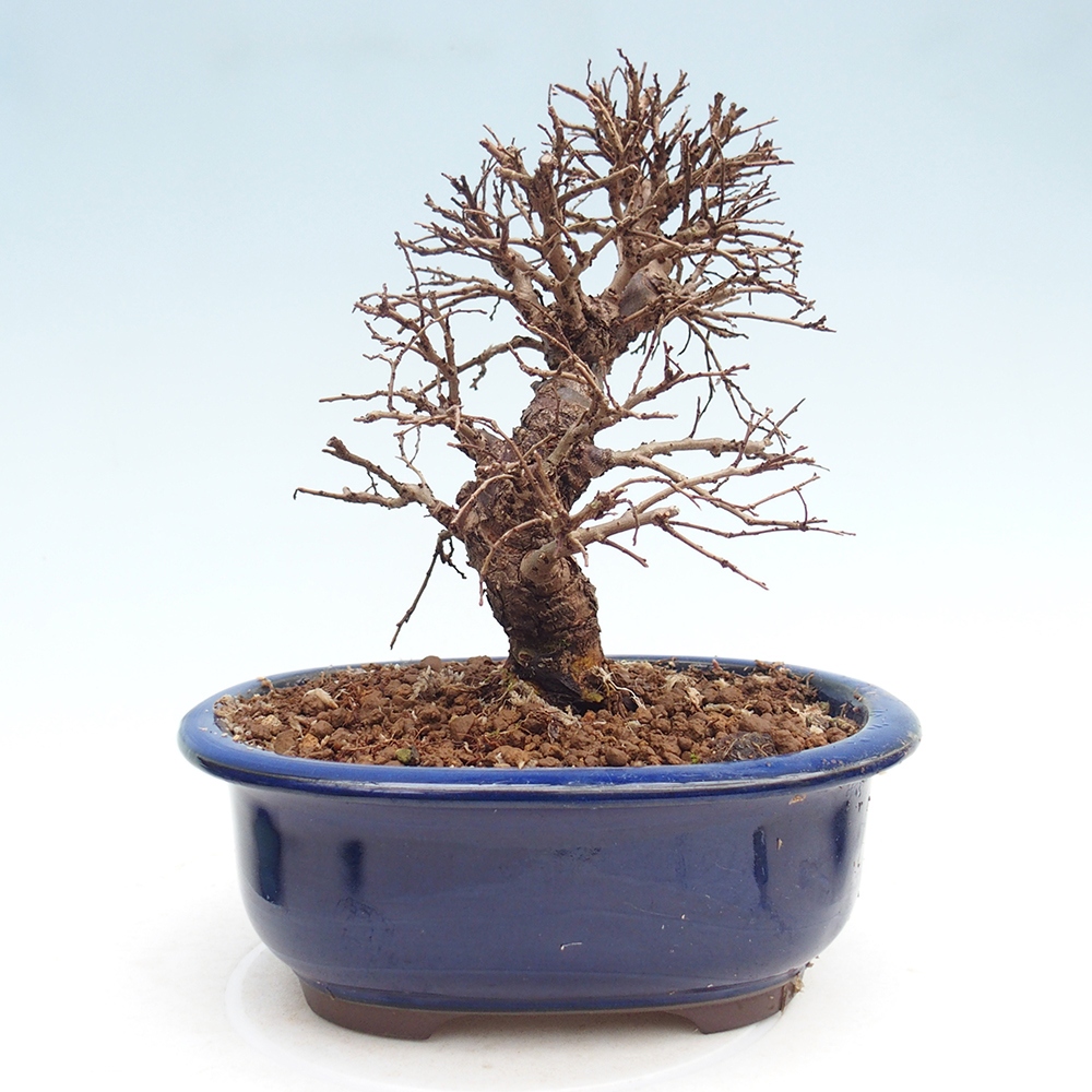 Outdoor bonsai - Zelkova - Zelkova NIRE