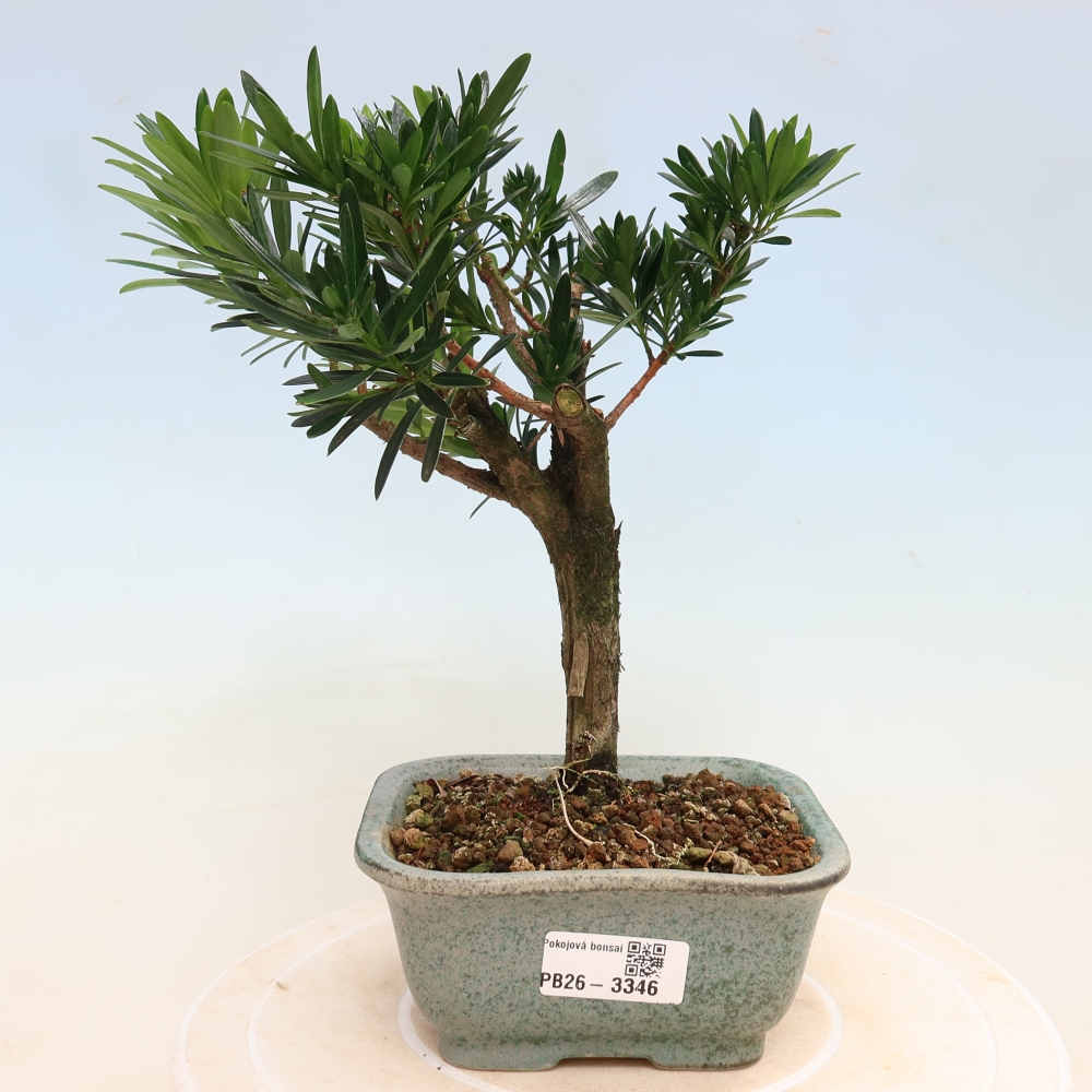 Room bonsai - Podocarpus - Stone Yew