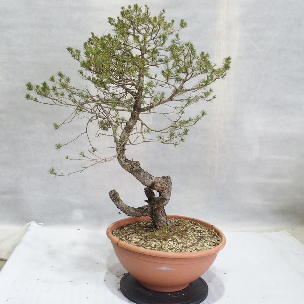 Yamadori - Pinus sylvestris 