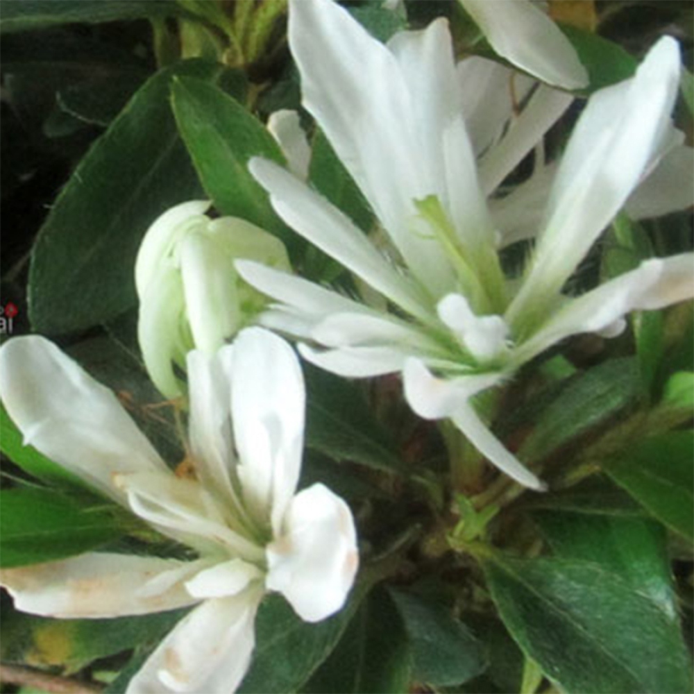 Outdoor bonsai - Japanese azalea - Azalea Tateyama-no-Yuki