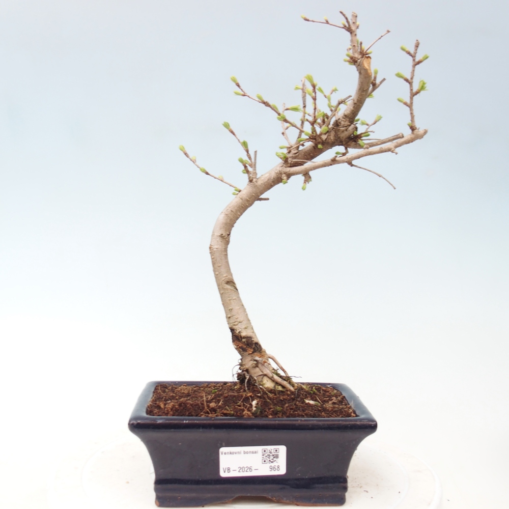 Outdoor bonsai -Pseudolarix amabis-Pseudolarix amabis