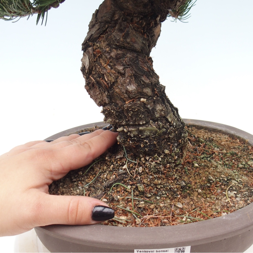 Outdoor bonsai - Pinus parviflora - Small pine tree