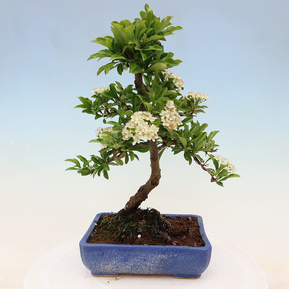 Outdoor Bonsai - Pyracantha teton - Scarlet Firethorn