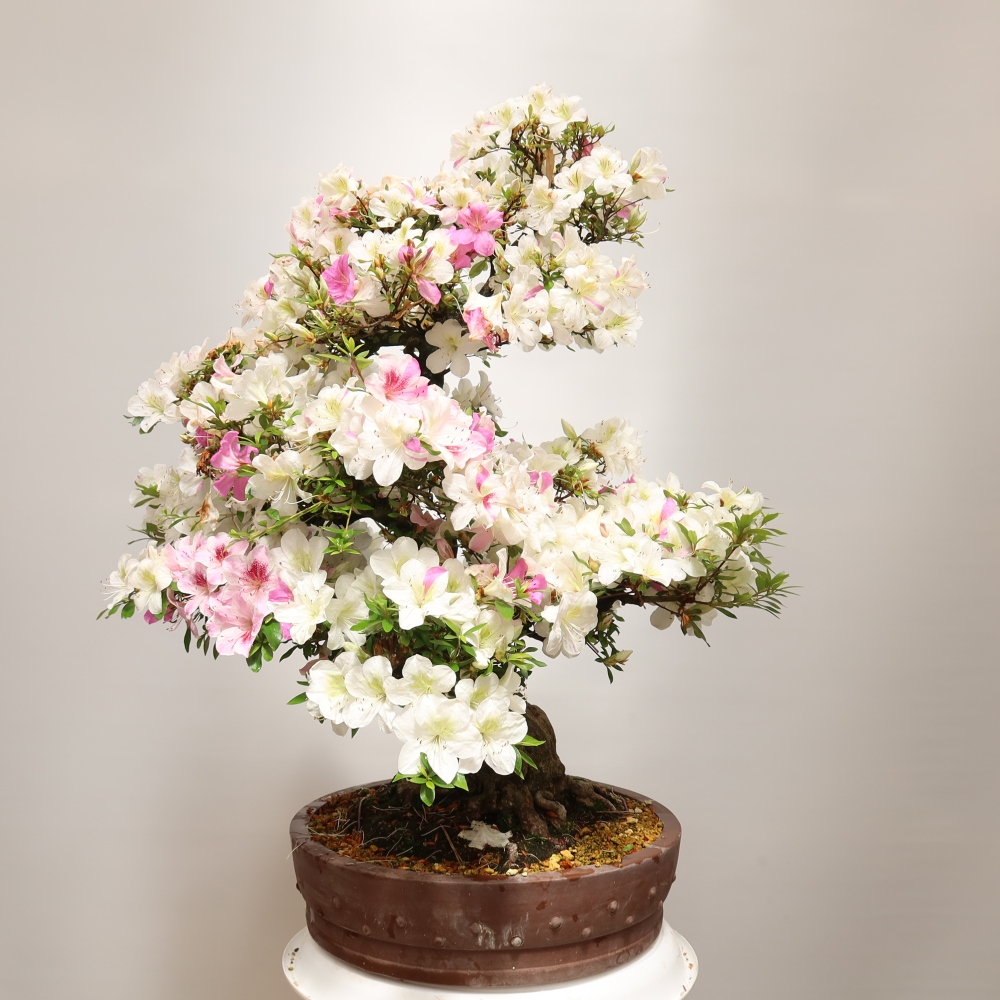 Outdoor Bonsai - Japanese Azalea - Azalea Kotobokietsu