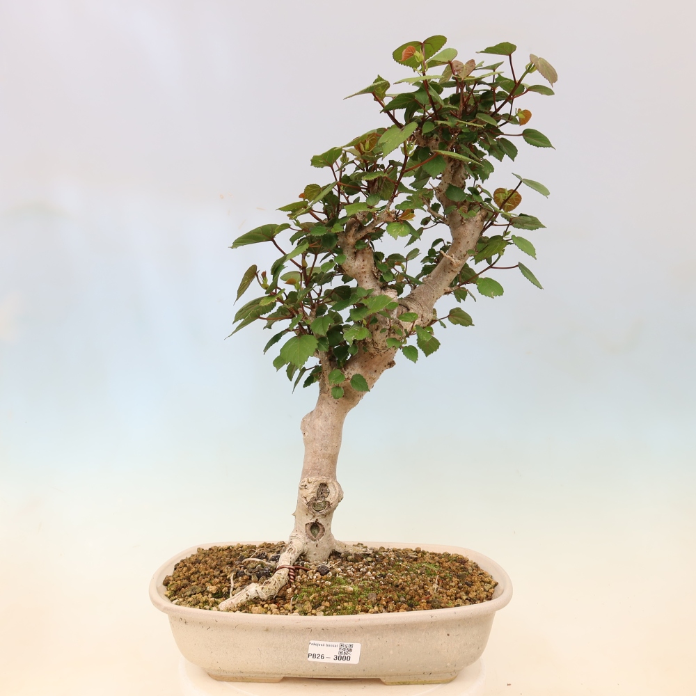Indoor bonsai - Hibiscus tiliaceus - Sea Hibiscus