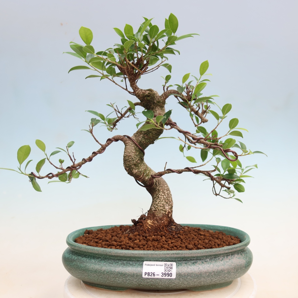 Room bonsai - Ficus kimmen - small-leaved ficus