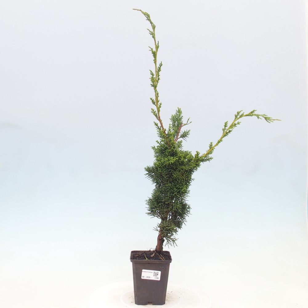 Outdoor bonsai - Juniperus chinensis Kishu