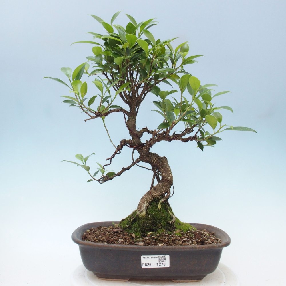 Indoor bonsai - Ficus kimmen - small-leaved ficus