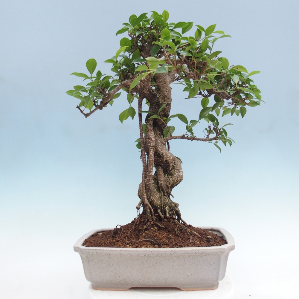 Room bonsai - Ficus retusa - small-leaved ficus