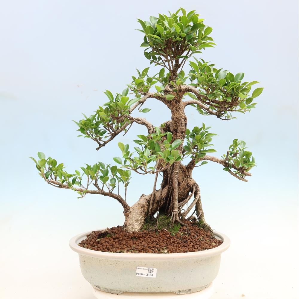Room bonsai - Ficus kimmen - small-leaved ficus