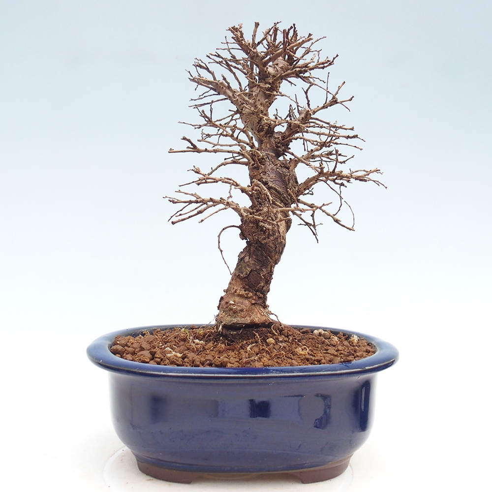 Outdoor bonsai - Zelkova - Zelkova NIRE
