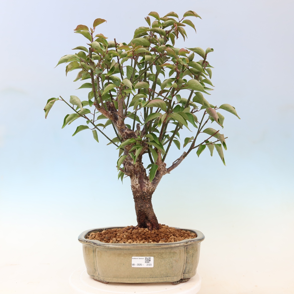 Outdoor Bonsai - Japanese Apricot - Prunus Mume