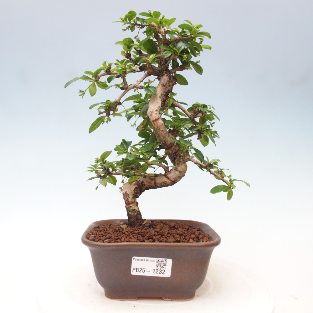 Indoor bonsai - Carmona macrophylla - Fuki tea