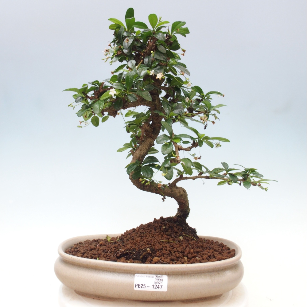Room bonsai - Carmona macrophylla - Tea fuki