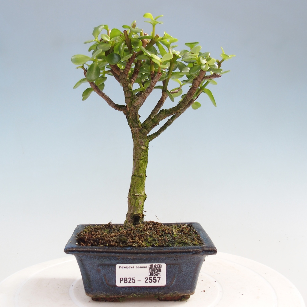 Indoor bonsai - Portulakaria Afra - Tlustice