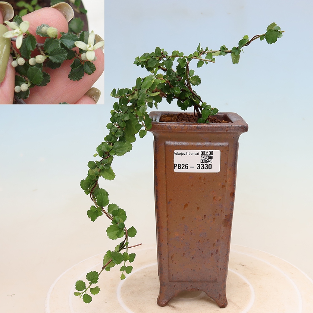 Room bonsai - Grewia sp. - Grewia malafolia