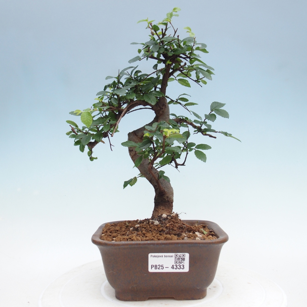 Room bonsai - Ulmus parvifolia - Small-leaved elm