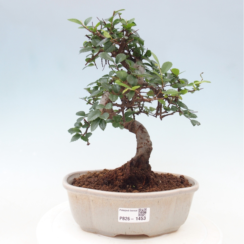 Room bonsai - Ulmus parvifolia - Small-leaved elm