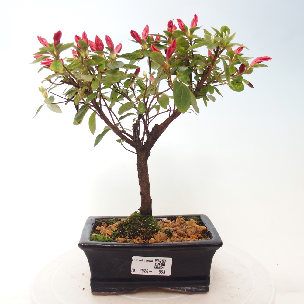 Outdoor bonsai - Japanese azalea - Azalea sp.