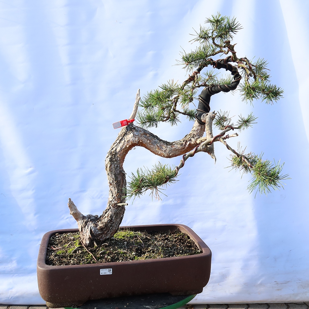 Pinus sylvestris Spain - Scots pine