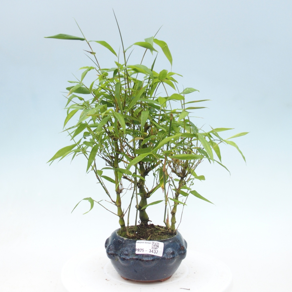 Room bonsai - Bamboo budha-Bamboo budha belly