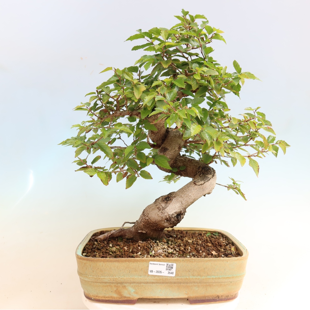 Outdoor bonsai -Carpinus CARPINOIDES - Korean Hornbeam