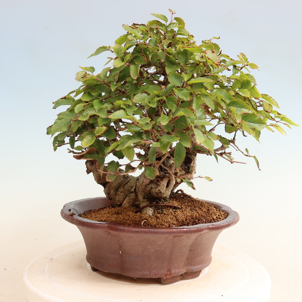 Outdoor bonsai -Carpinus CARPINOIDES - Korean Hornbeam