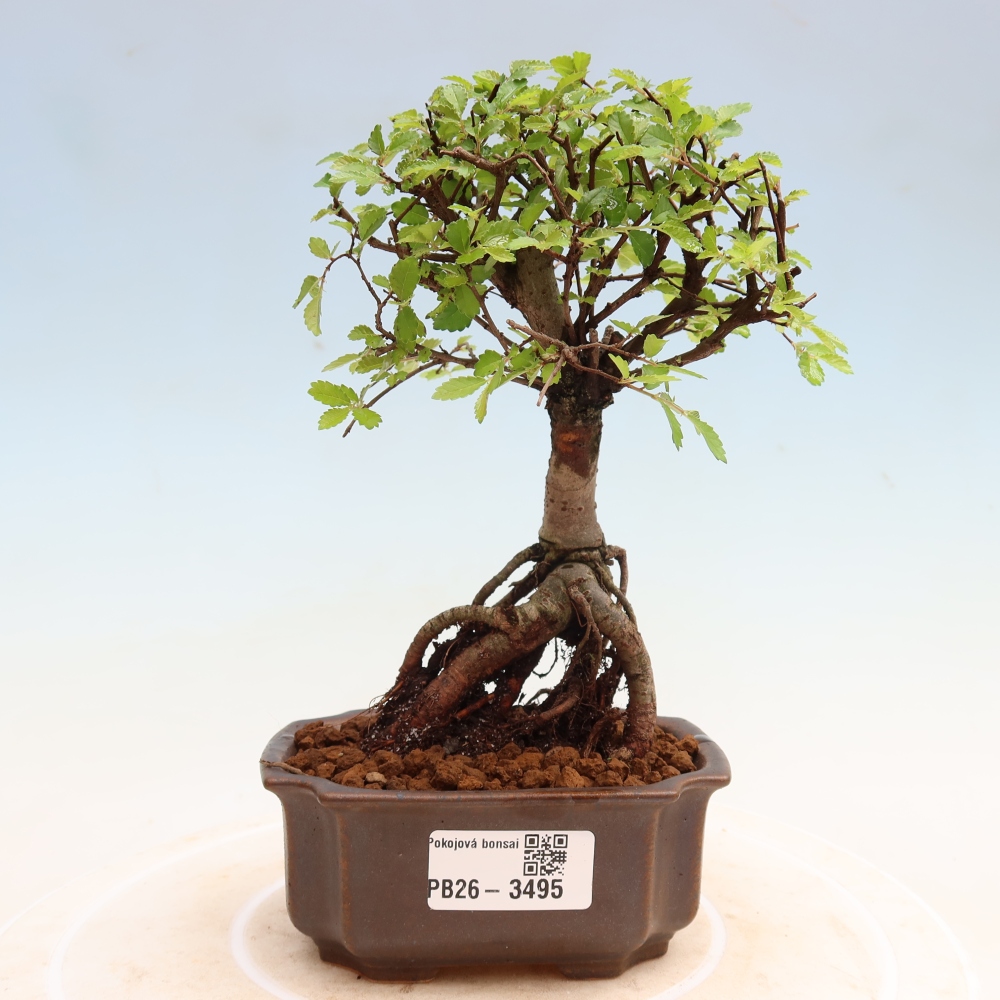 Room bonsai - Ulmus parvifolia - Small-leaved elm