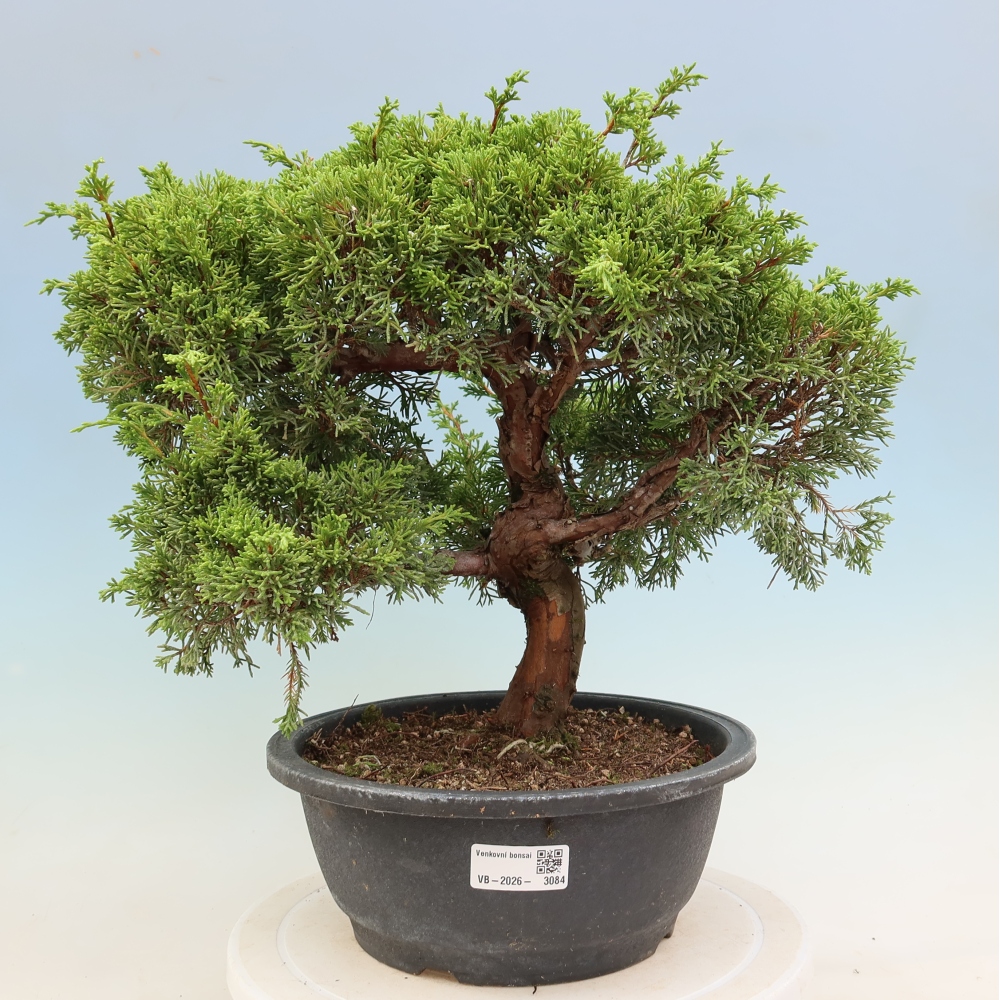 Outdoor Bonsai - Juniperus chinensis Itoigawa - Chinese Juniper