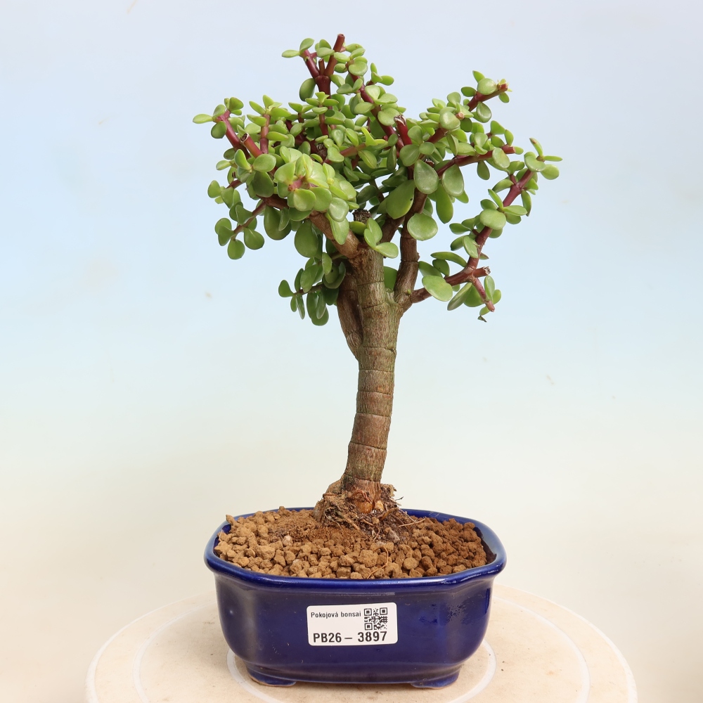 Room bonsai - Portulakaria Afra - Tlustice