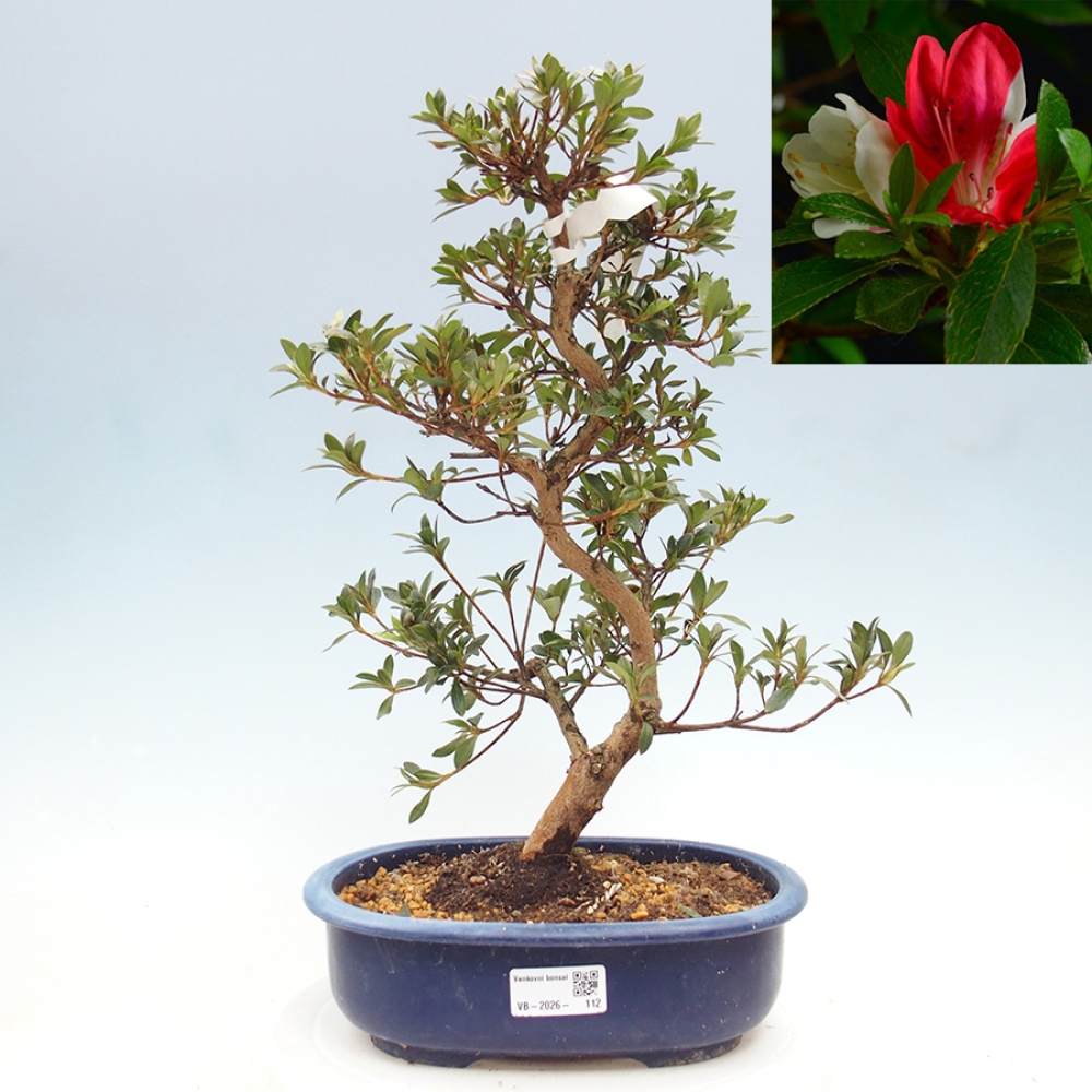 Outdoor bonsai - Japanese Azalea - Azalea Senhime