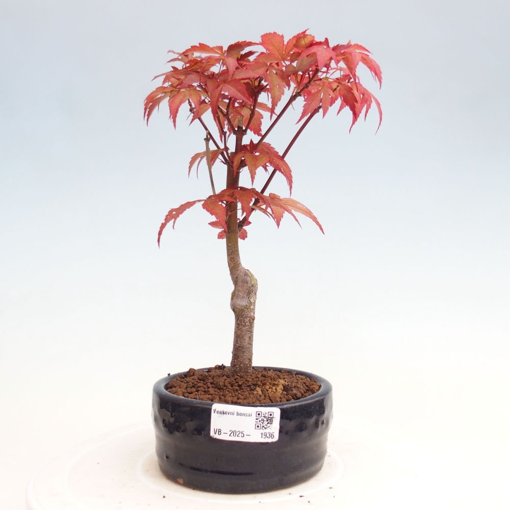 Outdoor bonsai - Acer palm. Atropurpureum-Palmleaf Maple