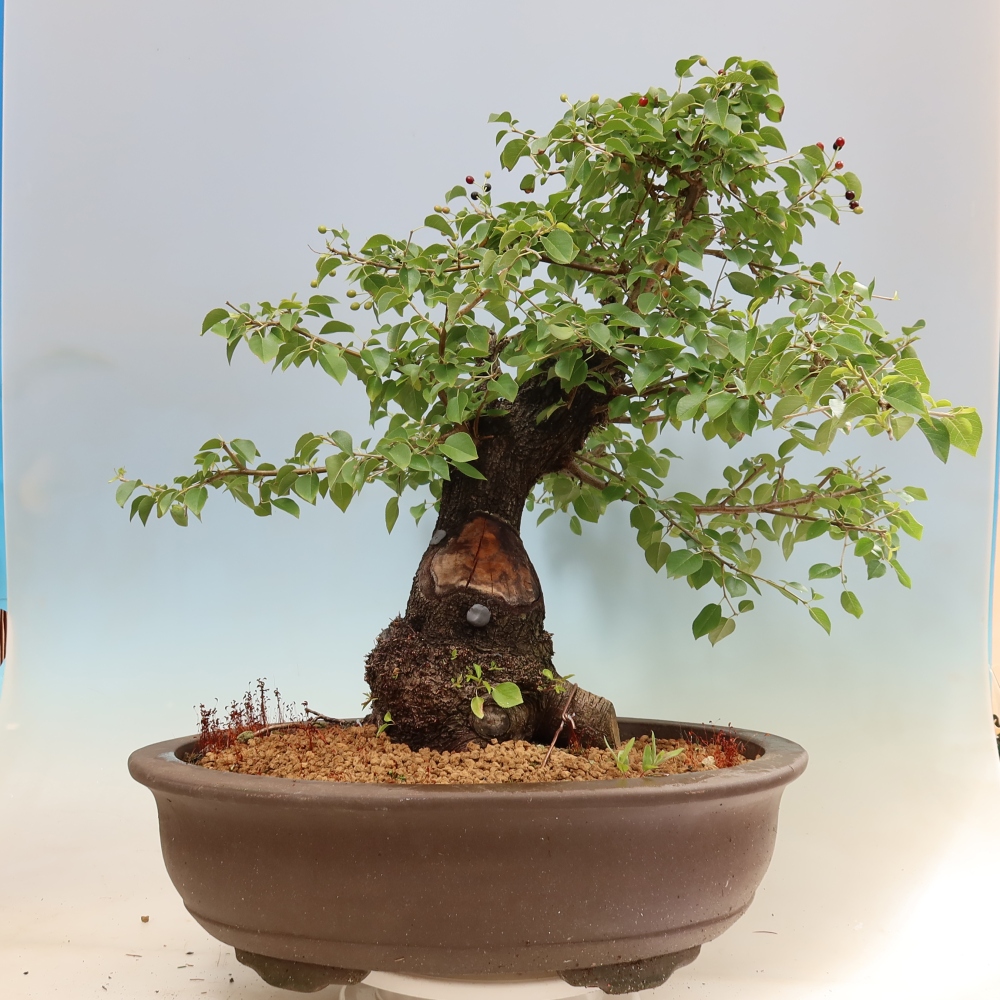 Outdoor Bonsai - Mahaleb - Prunus mahaleb
