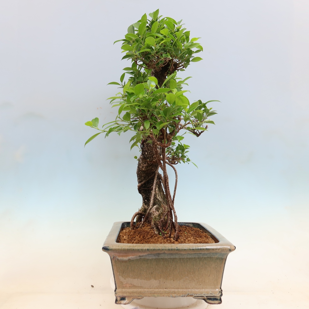 Room bonsai - Ficus kimmen - small-leaved ficus