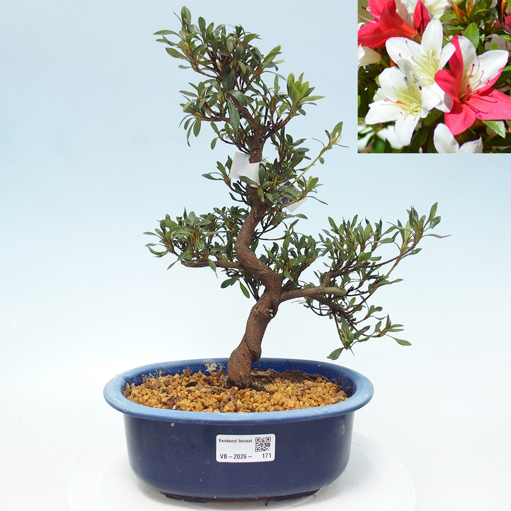 Outdoor bonsai - Japanese azalea - Azalea CHIHIRO