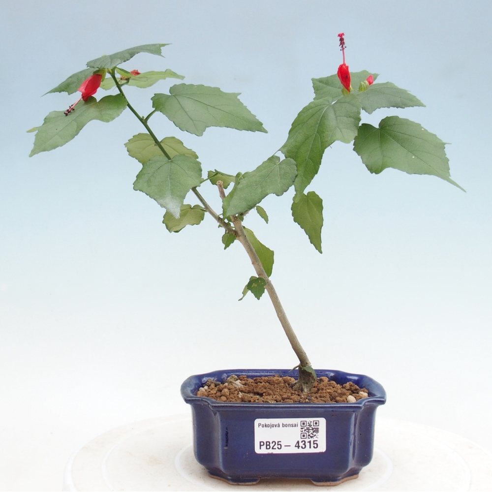 Indoor bonsai - Malvaviscus arboreus