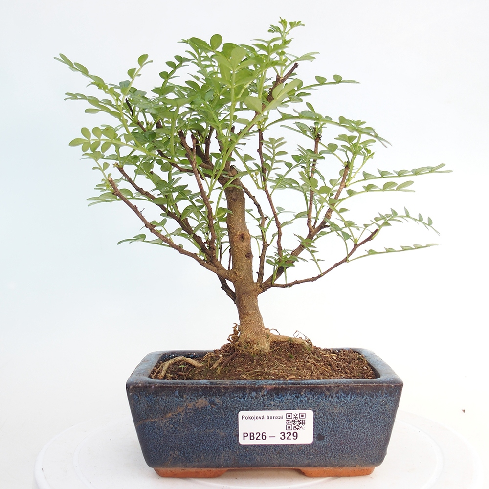 Room bonsai - Zantoxylum piperitum - pepper tree
