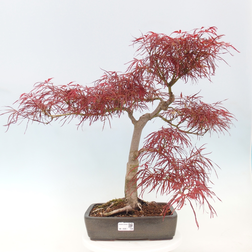 Outdoor bonsai - Acer palmatum RED PYGMY