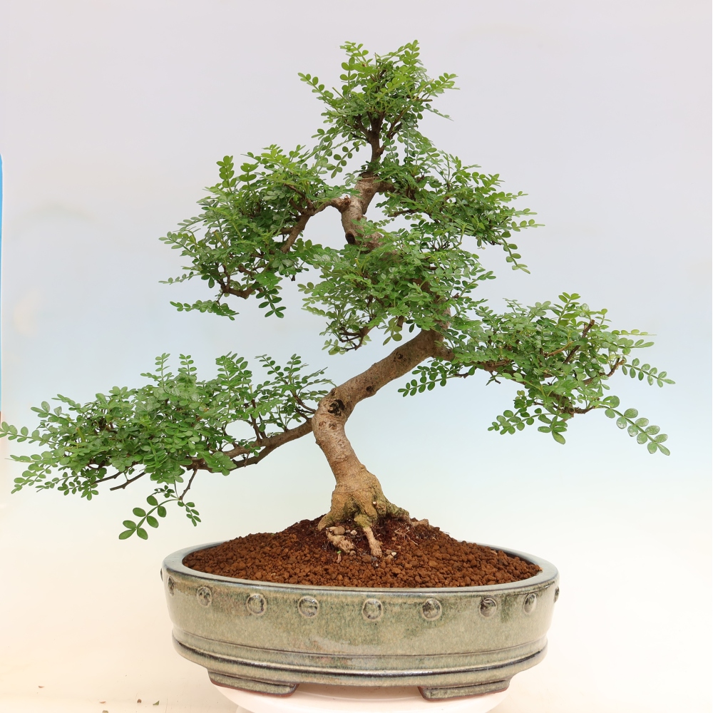 Room bonsai - Zantoxylum piperitum - pepper tree