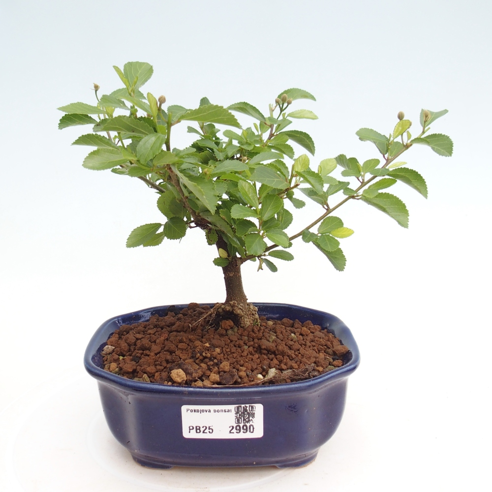 Indoor bonsai - Grewia occidentalis - Lavender star