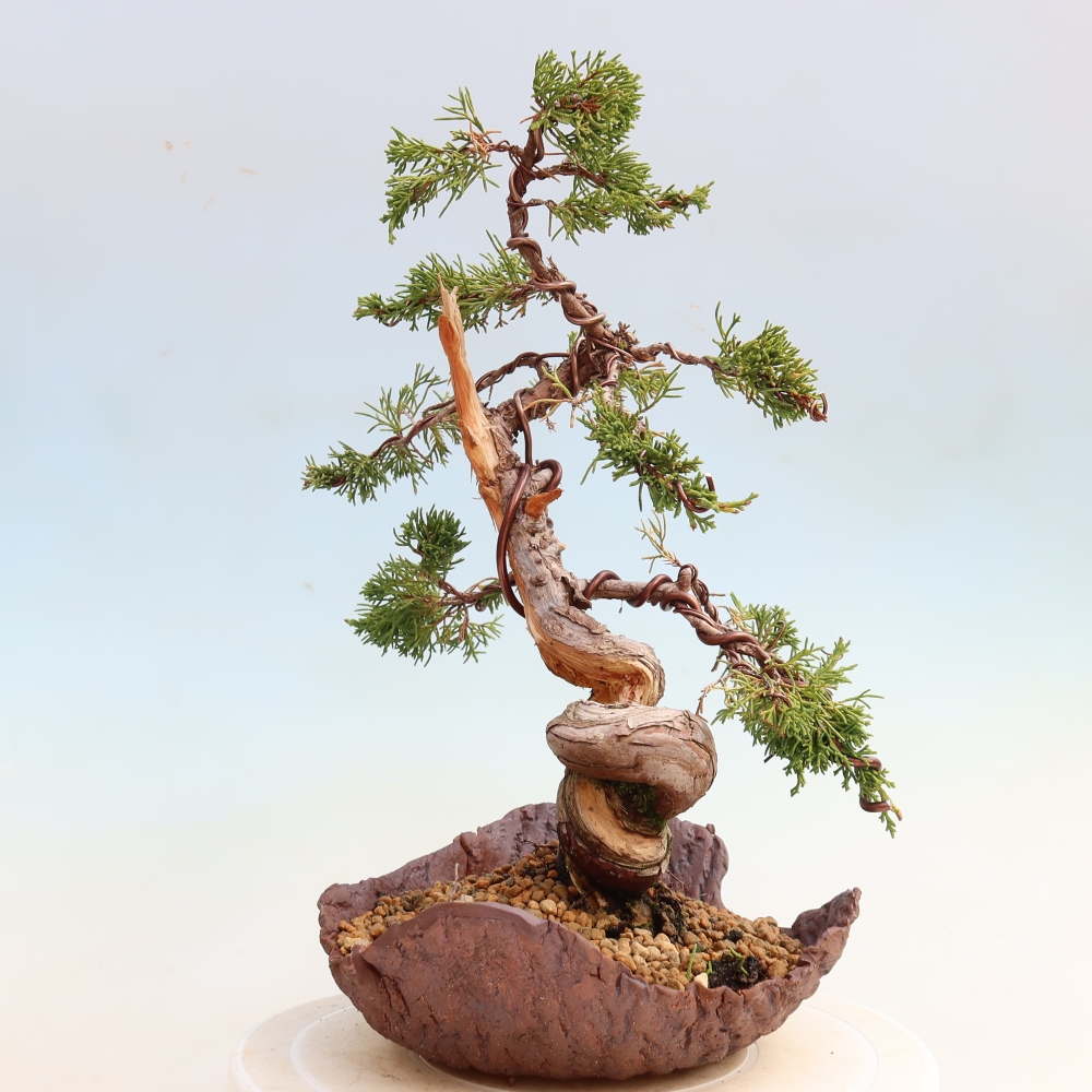 Outdoor Bonsai - Juniperus chinensis Itoigawa - Chinese Juniper