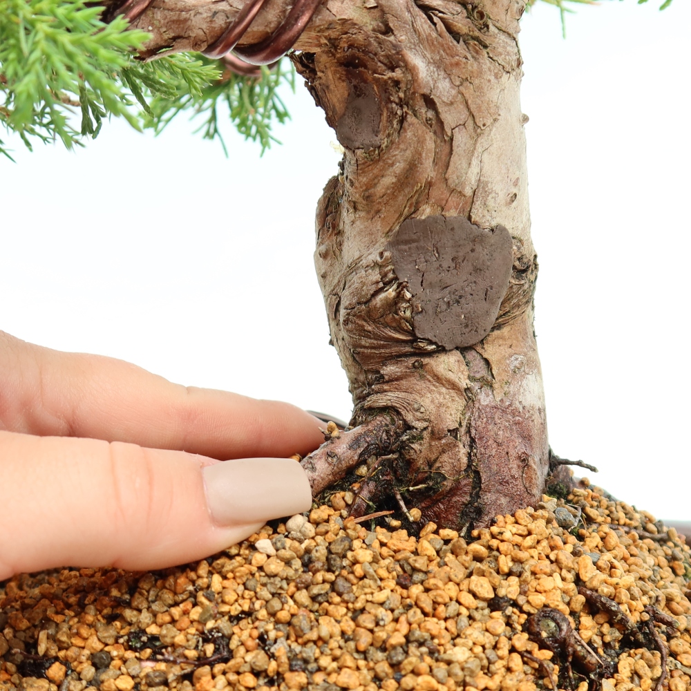 Outdoor Bonsai - Juniperus chinensis Itoigawa - Chinese Juniper